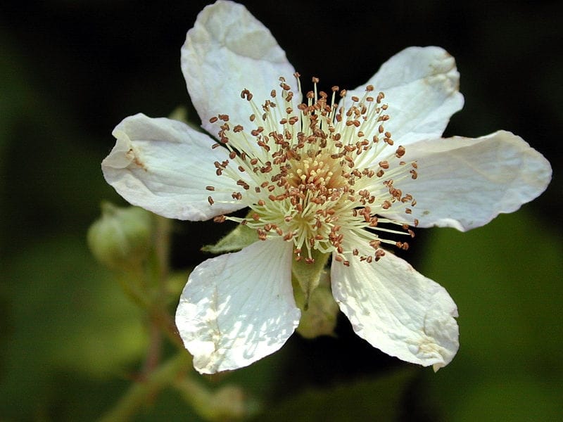 Himalayan blackberry (Rubus armeniacus) - Fraser Valley Invasive Species  Society