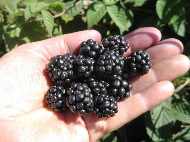 Himalayan blackberry, Rubus armeniacus. Invasive species Stock Photo - Alamy