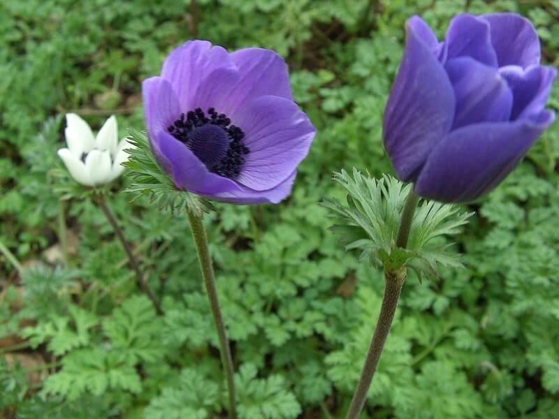 History and Meaning of Anemones - ProFlowers Blog