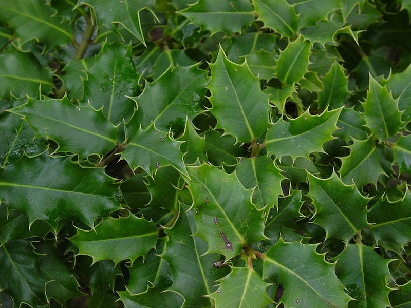 Holly Varieties - What Are Some Different Types Of Hollies