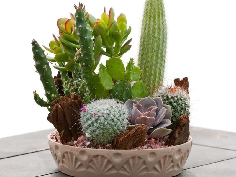 Home Decoration or Gift Artificial Plant Mini Succulent  Cactus Plants in  White Cube-Shaped Pots Series - China Artificial Flower and Decoration  price - Made-in-China.com
