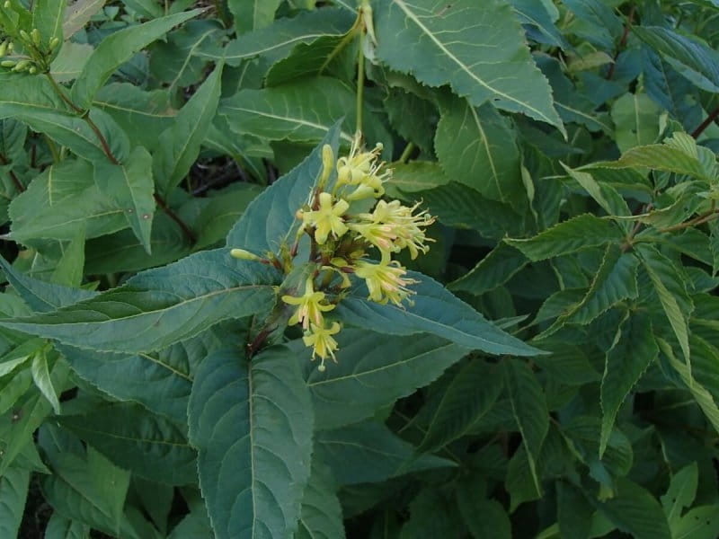 Honeysuckles