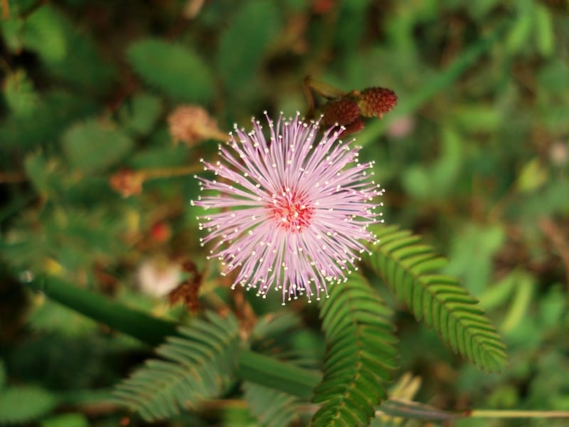 Houseplants forum→Sensitive Plant Leaves are Yellowing - Garden.org