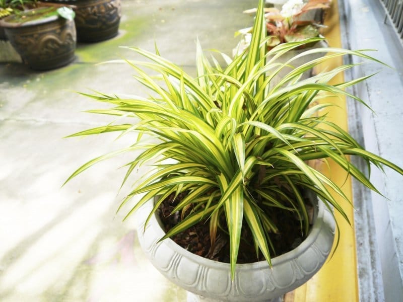 How Long Do Spider Plants Live? Can They Live For a Long Time?