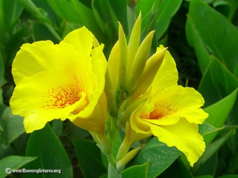 How Much To Feed Canna Lily Plants: A Guide To Fertilizing Canna Lilies