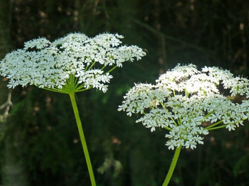 How To Control Queen Anne's Lace - Tips For Getting Rid Of Wild Carrots