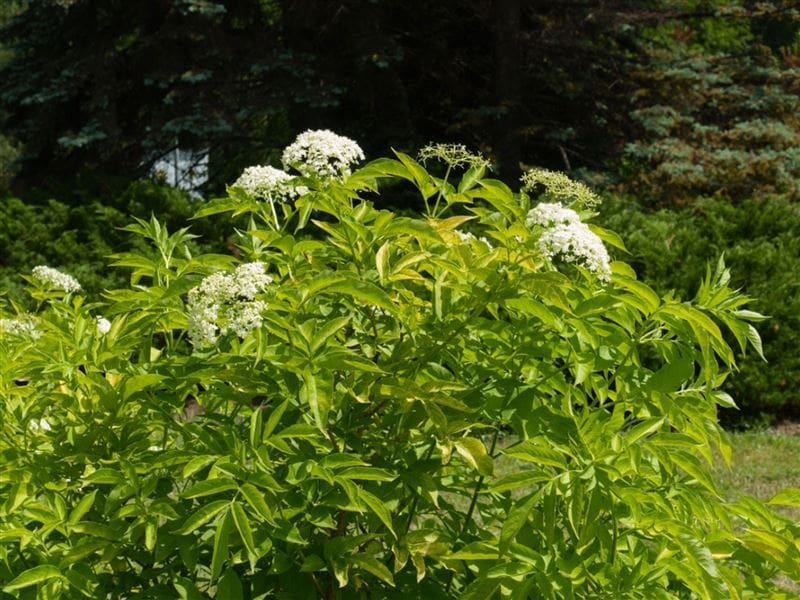 How To Grow Black Lace Elderberry - Kitchen Infinity