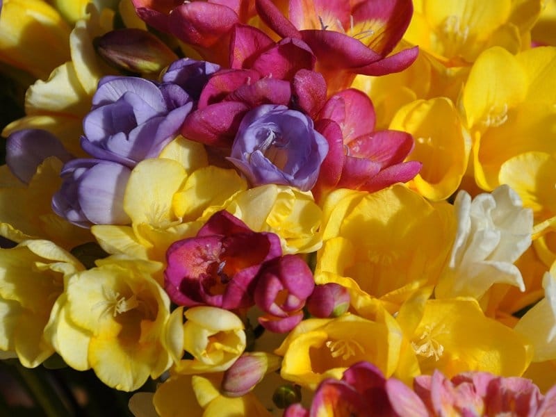 How To Grow Freesias - Growing Freesia Plants And Freesia Flower Care