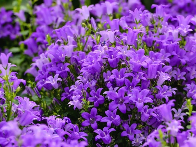 How To Grow Serbian Bellflower - Caring For Serbian Bellflower Plants