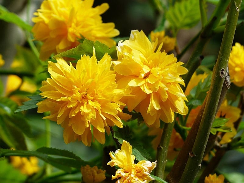 How To Grow and Care for Japanese Kerria Rose (Kerria japonica) - Florgeous