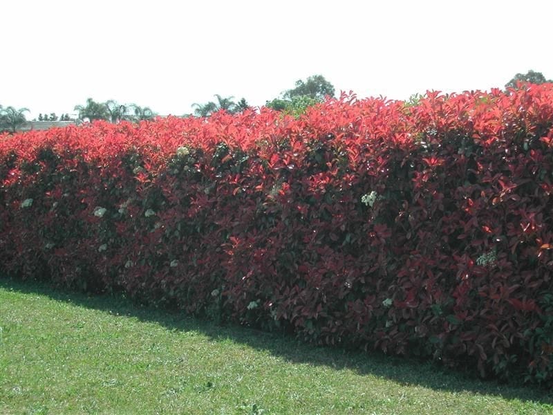 How To Grow and Care for Photinia (Red Tips Shrub) Successfully