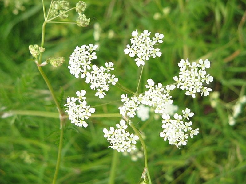 How To Identify Wild Carrot, Queen Anne's Lace - Wild Edibles - YouTube