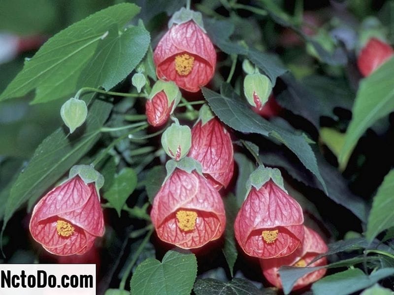 How To Prune An Abutilon - Tips For Trimming Abutilon Plants