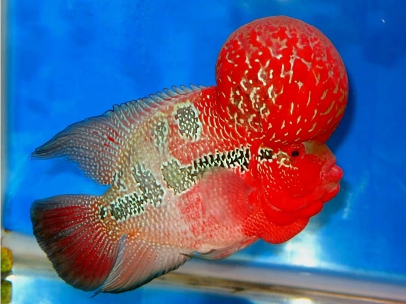 How to Breed Flowerhorn Cichlids - Step By Step Guide - Fish Keeping Guide