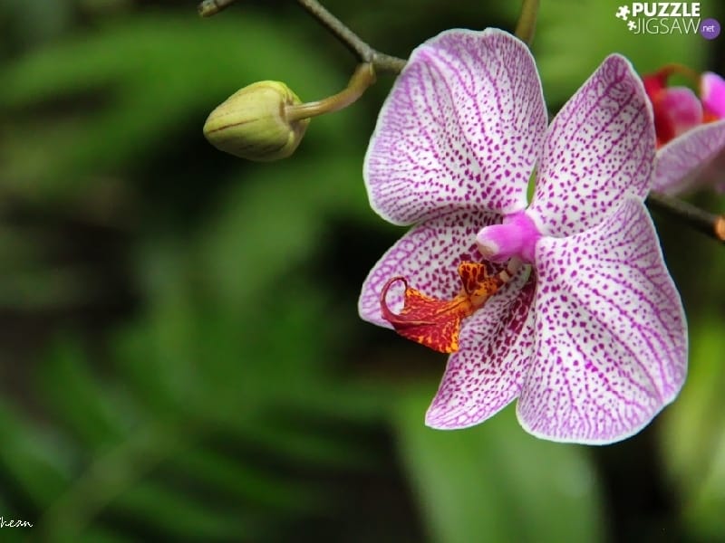 How to Care for Orchids - FTD.com