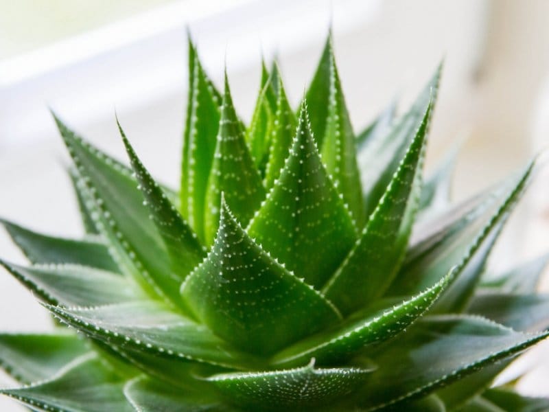 How to Care for an Aloe Vera Plant - Reuse Grow Enjoy