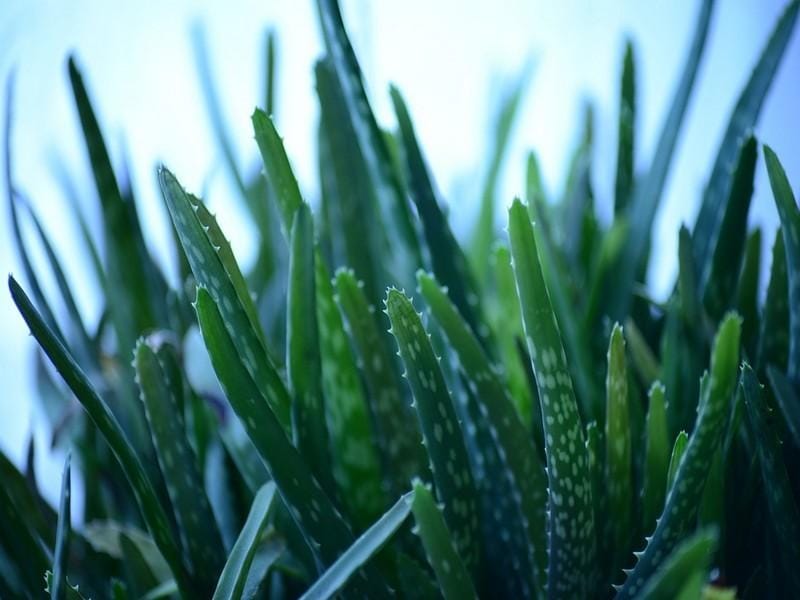 How to Cut an Aloe Plant - Aloe Vera Uses and Benefits - HGTV