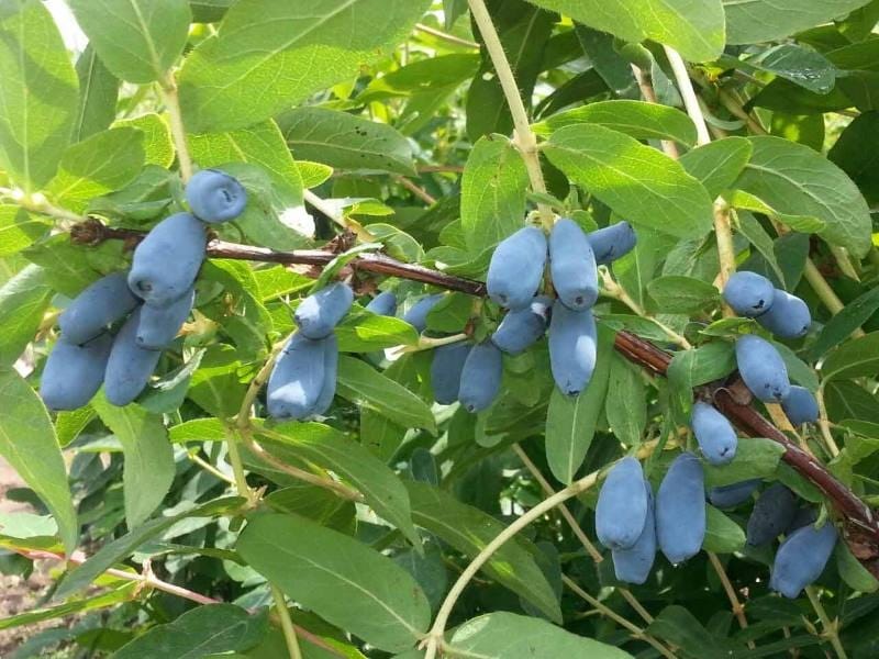 How to Get Rid of Invasive Honeysuckle