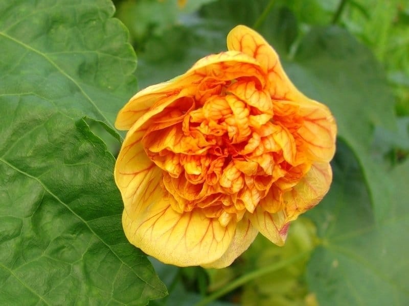 How to Grow Abutilons - The Flowering Maple or Chinese Lantern Plant -  YouTube