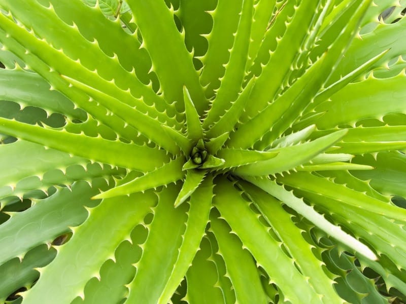 How to Grow Aloe Vera Plant at Home? - GardenVersus.com