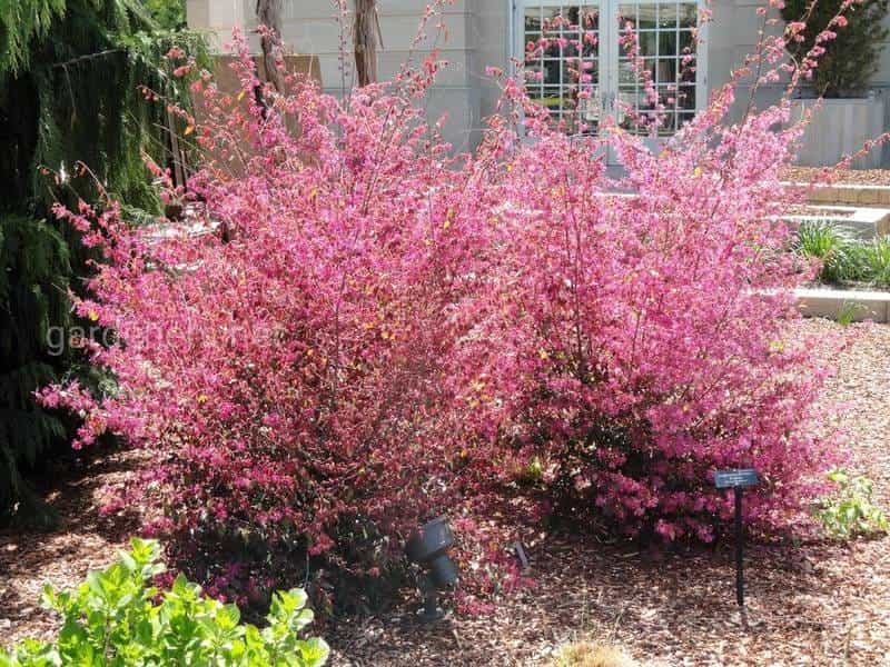 How to Grow Chinese Fringe Flowers (Loropetalum) - Gardener's Path