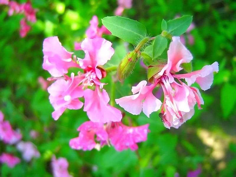 How to Grow Clarkia Wildflowers - LoveToKnow