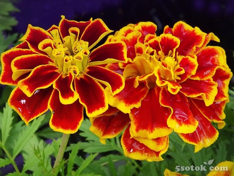 How to Grow French Marigolds - Planting Marigolds in Your Garden