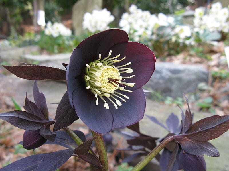 How to Grow Hellebores for Early Spring Blooms - Midwest Living