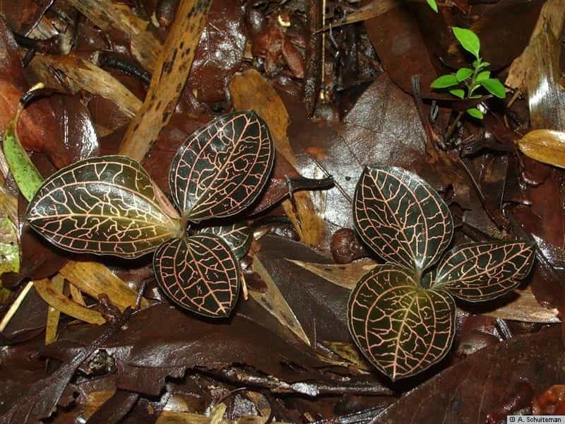 How to Grow Ludisia Discolor: The Beautiful Jewel Orchid