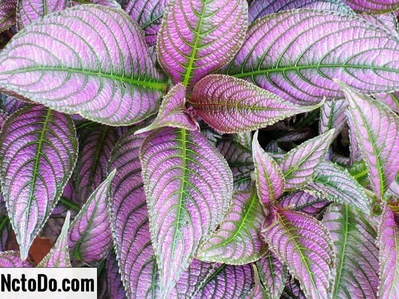 How to Grow Purple Persian Shield (Strobilanthes Dyeriana) - Gardening  Channel