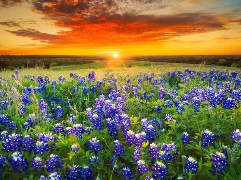 How to Grow Texas Bluebonnets - Lady Bird Johnson Wildflower Center