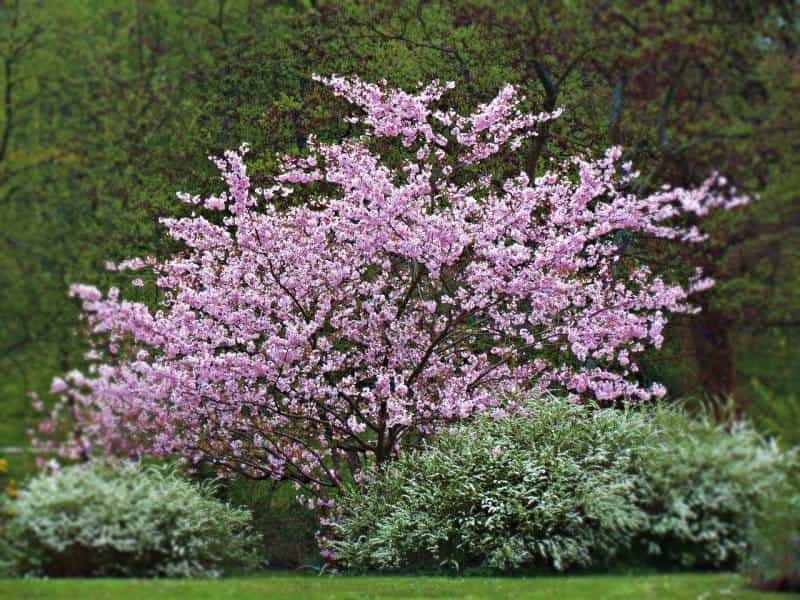 How to Grow a Lilac Bush - Tips for Growing Lilac