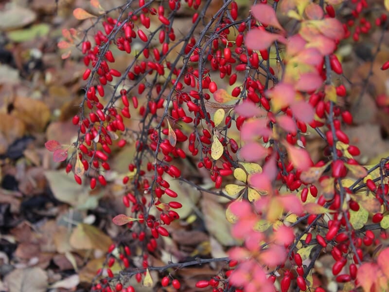 How to Grow and Care for Barberry Bushes - Gardener's Path