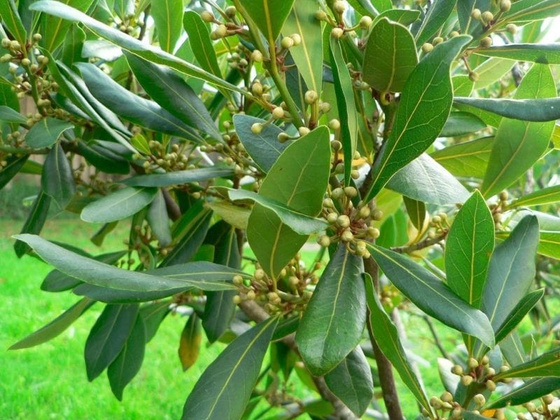 How to Grow and Care for Bay Laurel Trees - Gardener's Path
