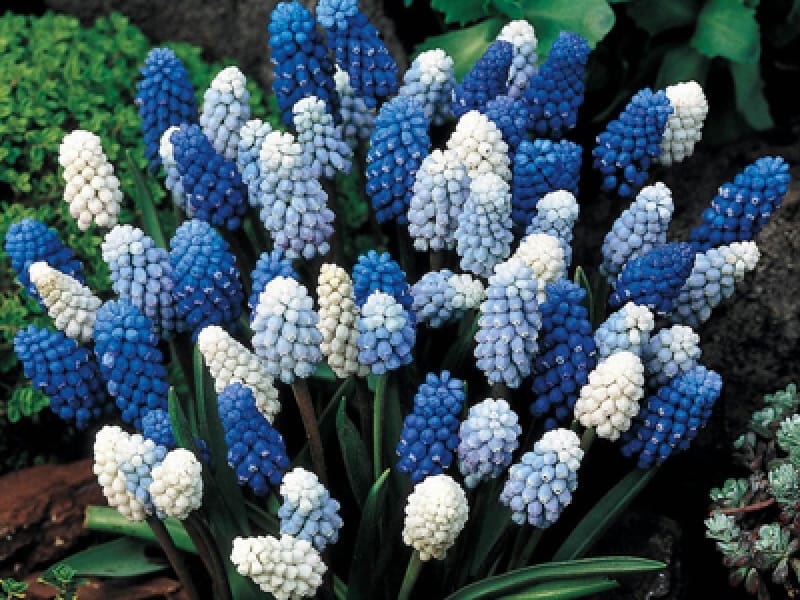 How to Grow and Care for Grape Hyacinth (Muscari) - Gardener's Path