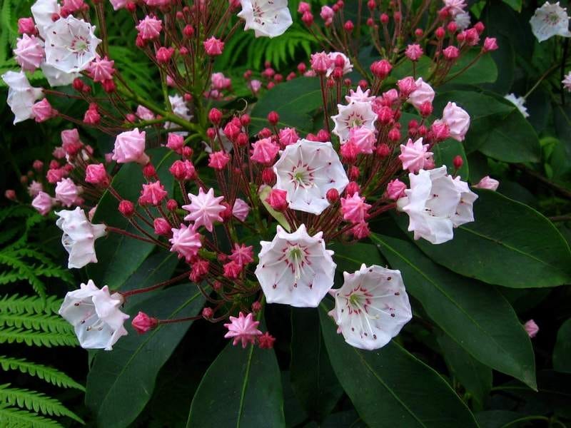 How to Grow and Care for Mountain Laurel - HGTV