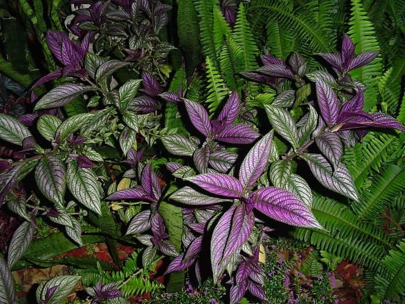 How to Grow and Care for Persian Shield - Gardener's Path