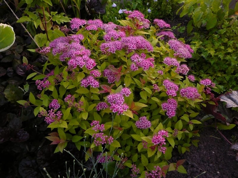 How to Grow and Care for Spirea Bushes - Gardener's Path