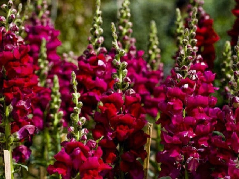 How to Grow and Harvest Snapdragons // Northlawn Flower Farms - YouTube