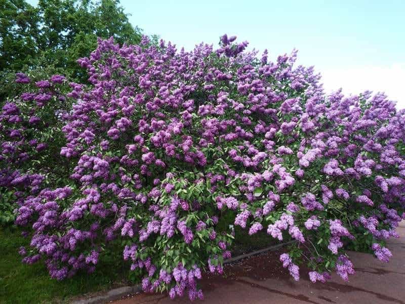 How to Grow and Prune Lilac Bushes - Dengarden
