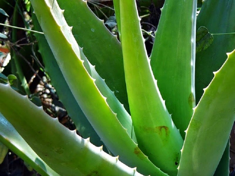 How to Identify Medicinal Aloe Vera Plant - Grow Your Yard