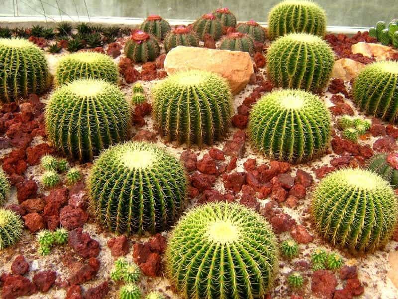 How to Plant a Cactus Container Garden - HGTV