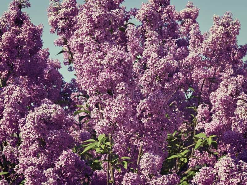 How to Plant and Care for Lilacs - HGTV