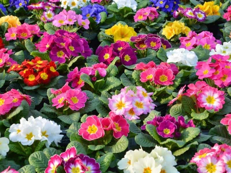 How to Plant and Care for Primroses as Annuals or Perennials - Dengarden
