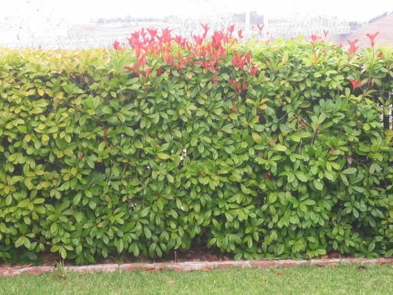 How to Plant and Grow Red Tip Photinia - Gardener's Path