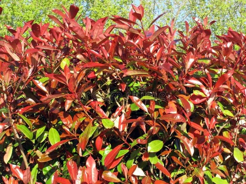 How to Prune Red Tip Photinia