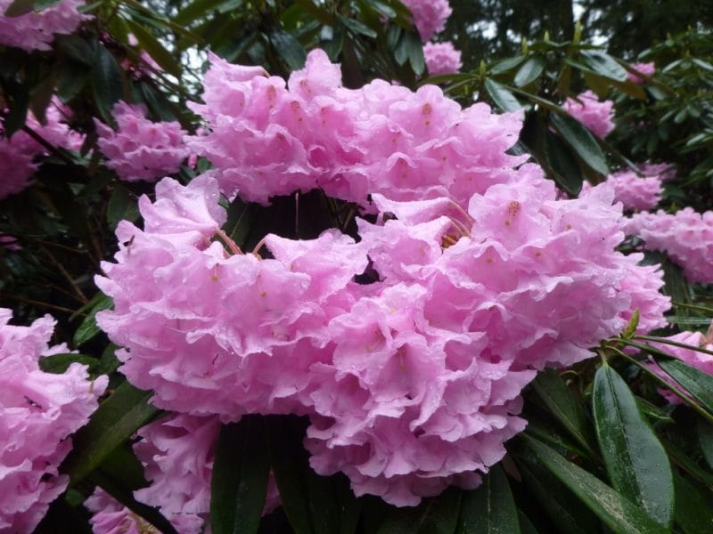 How to Rejuvenate Azaleas and Rhododendrons - How to Garden Advice