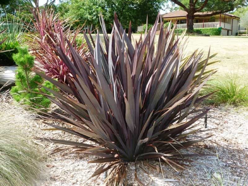 How to Successfully Grow Flax Lily: A Field Guide to Planting, Care, and  Design on Gardenista