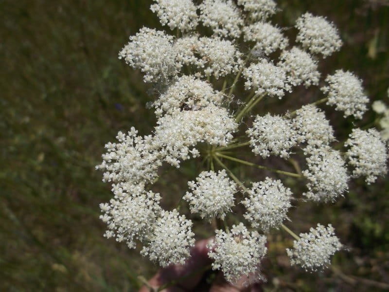 How to Successfully Grow Queen Anne's Lace: A Field Guide to Planting,  Care, and Design on Gardenista