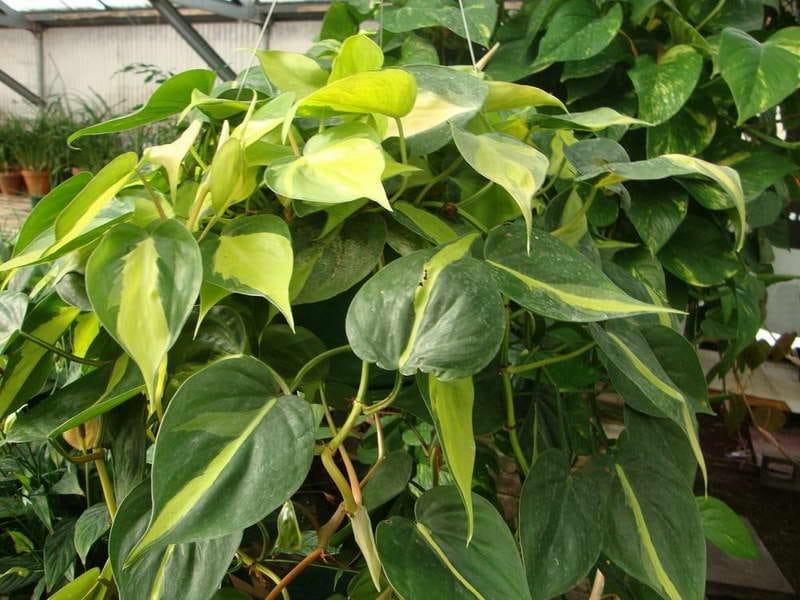 How to Take Care of a Philodendron Mican, the Trailing Plant with Velvety  Leaves